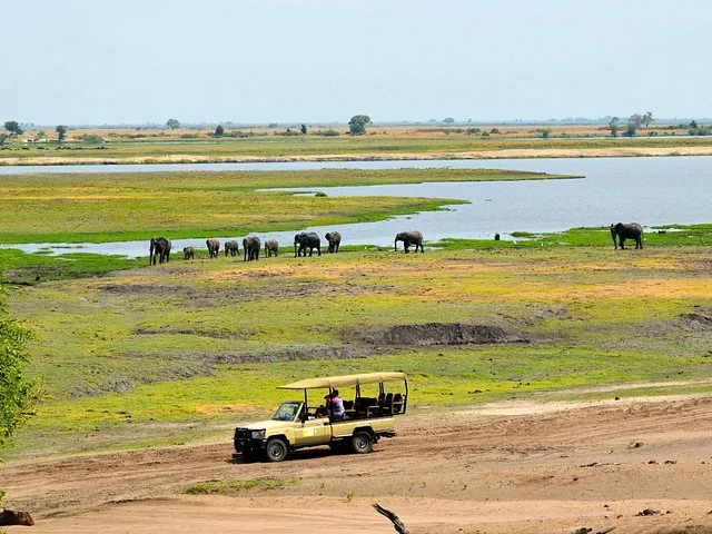 Safari vehicle driving past a river with many elephants near the water