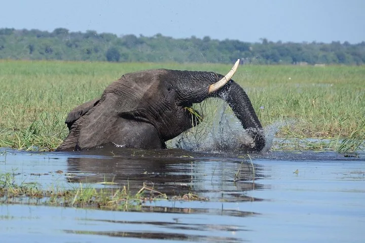 An elephant splashing water playfully in a grassy river environment