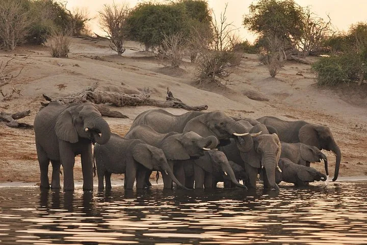 A herd of elephants drinking water at the riverbank at dusk