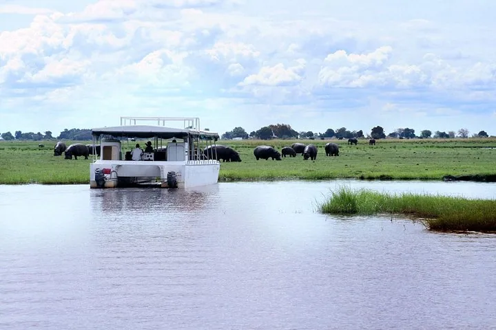 Tour boat on the river with a herd of hippos grazing on land