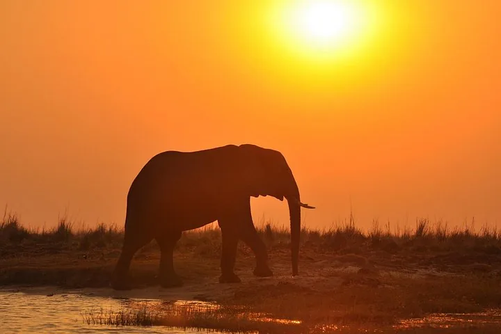 Silhouette of a lone elephant walking beside water at a bright orange sunset