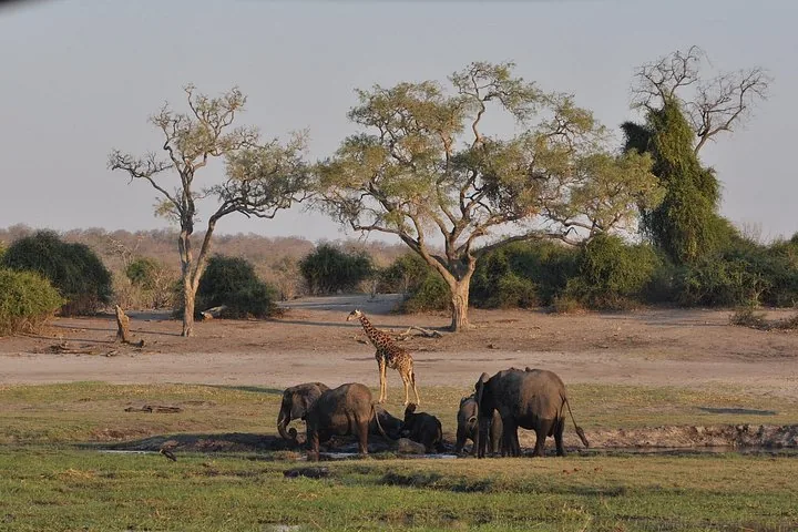 A giraffe and a herd of elephants gathering near a shallow water hole