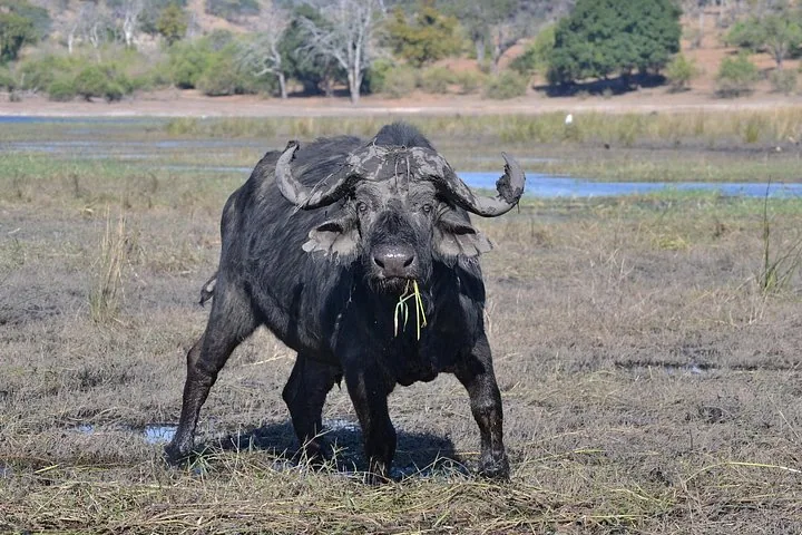 A large cape buffalo standing in a muddy marsh area eating grass